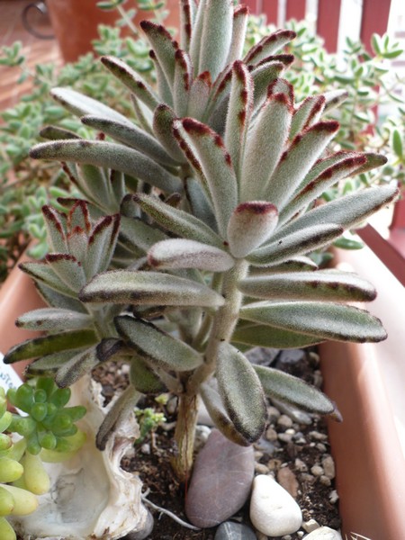 kalanchoe tomentosa