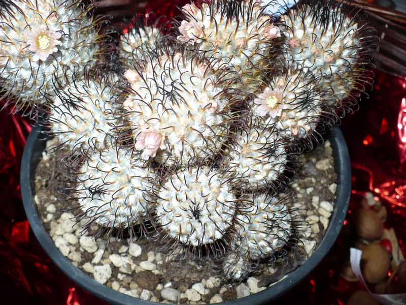 Mammillaria perezdelarosae 