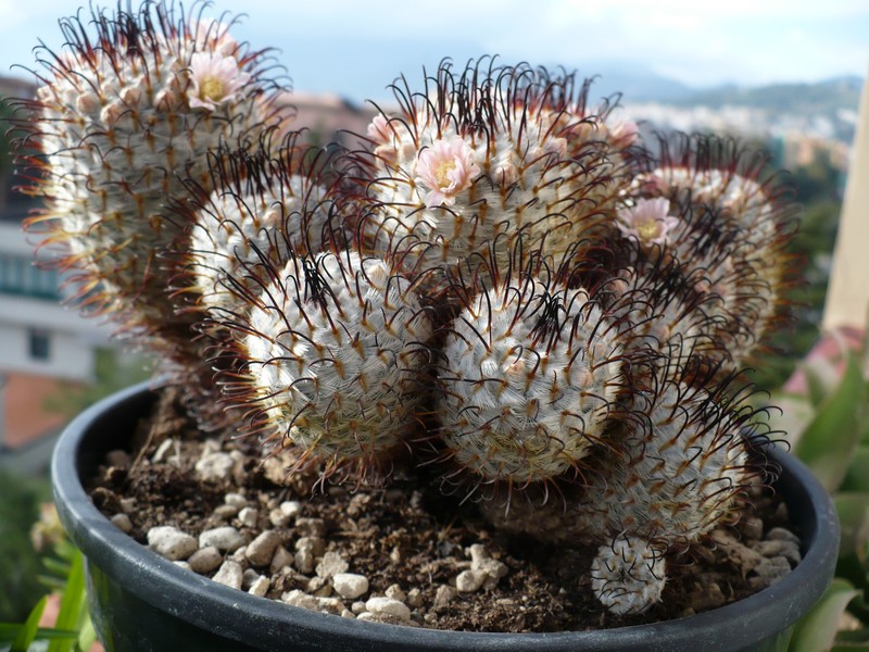 Mammillaria perezdelarosae 