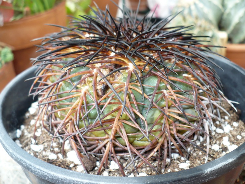 Gymnocalycium spegazzinii ssp. sarkae 