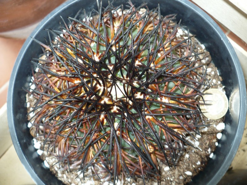 Gymnocalycium spegazzinii ssp. sarkae 