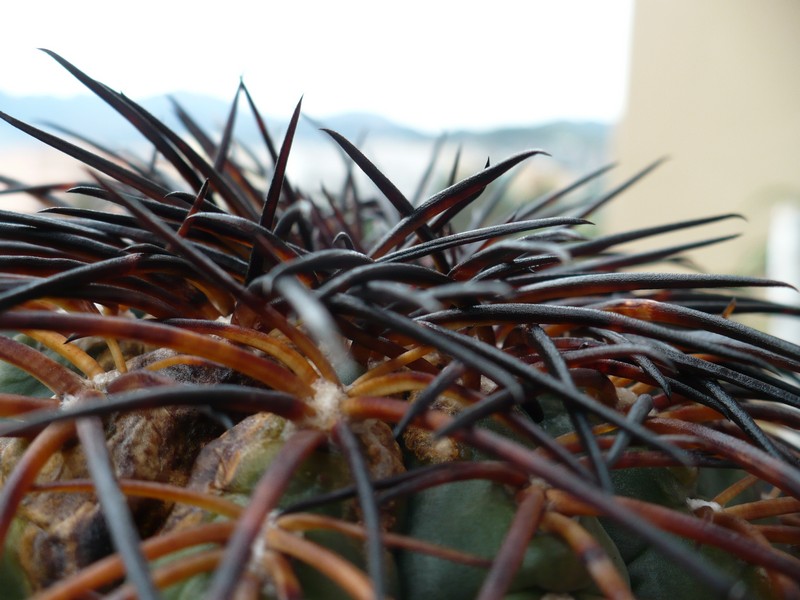 Gymnocalycium spegazzinii ssp. sarkae 