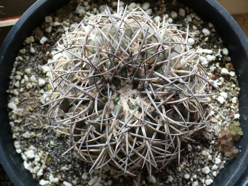 Gymnocalycium spegazzinii ssp. sarkae 