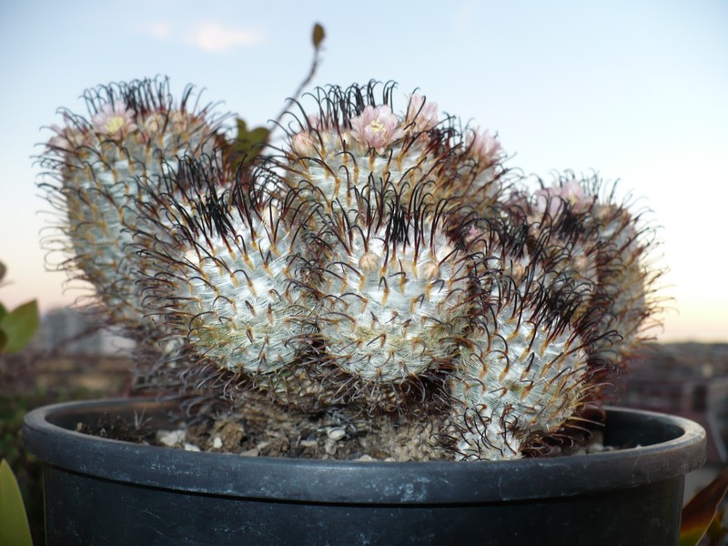 Mammillaria perezdelarosae 