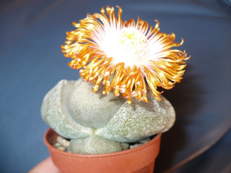 Pleiospilos nelii 