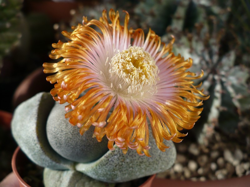 Pleiospilos nelii 