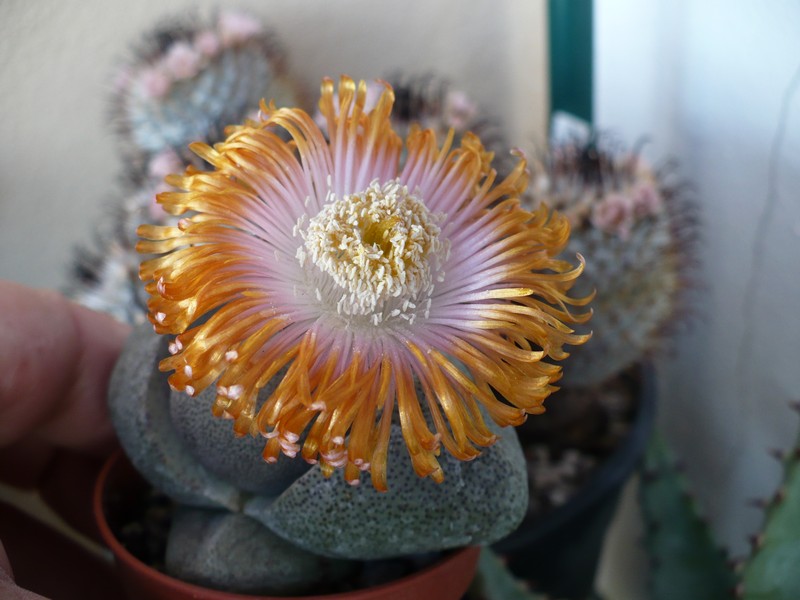 Pleiospilos nelii 