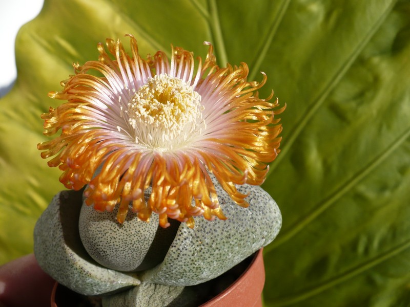 Pleiospilos nelii 