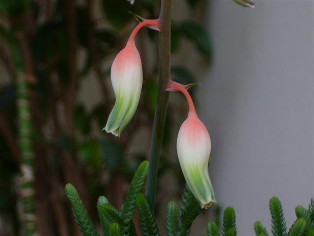 Gasteria ernesti-ruschii 