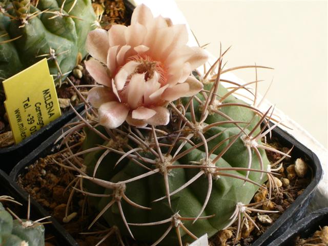 Gymnocalycium mazanense P 30