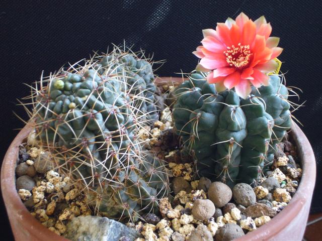 Gymnocalycium baldianum 