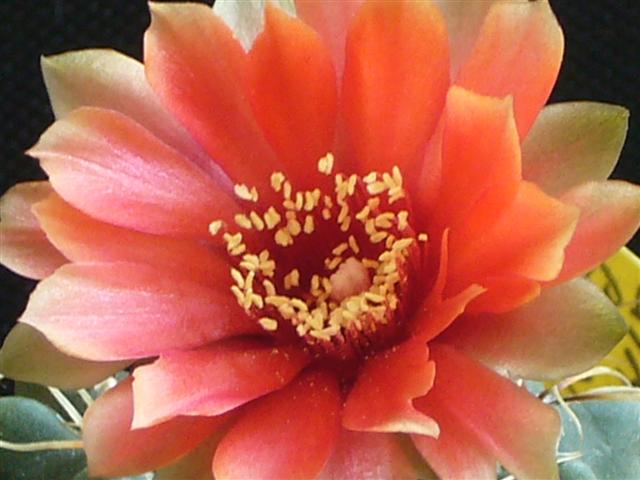 Gymnocalycium baldianum 