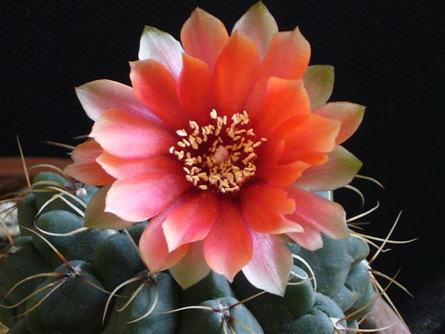 Gymnocalycium baldianum 