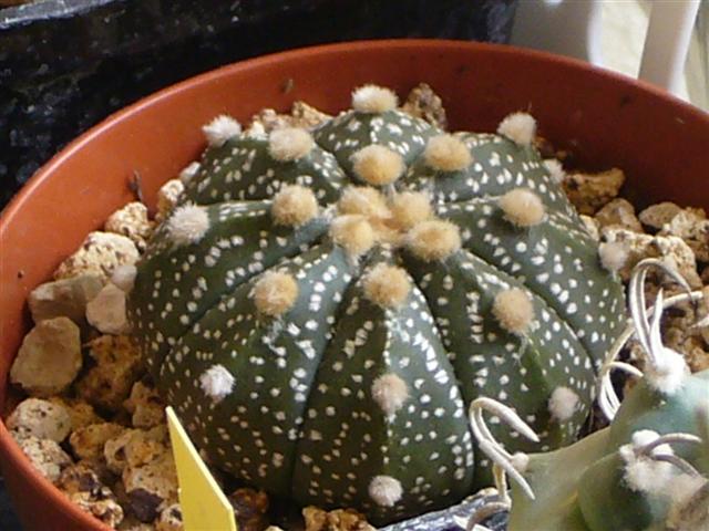 Astrophytum asterias 