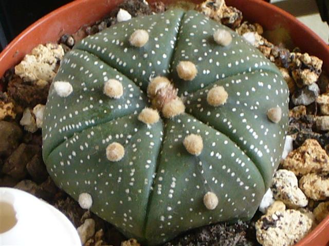 Astrophytum asterias 