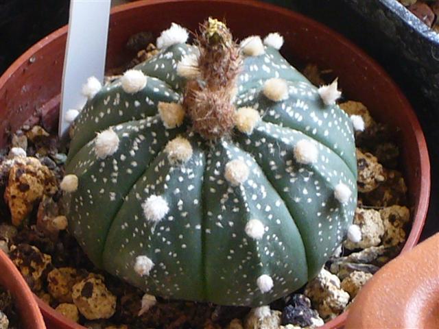 Astrophytum asterias 