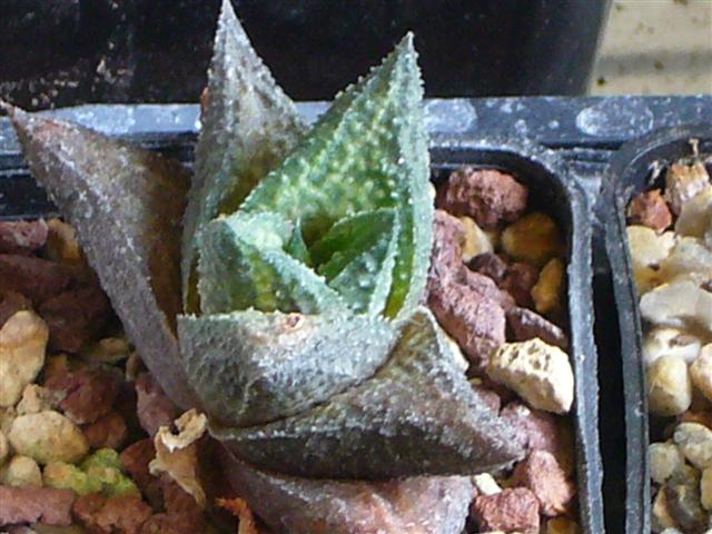 haworthia cv. jack brown