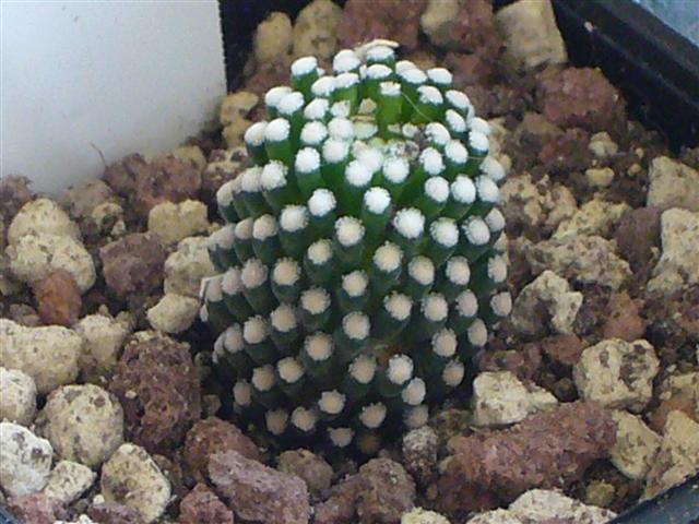 Mammillaria luethyi 