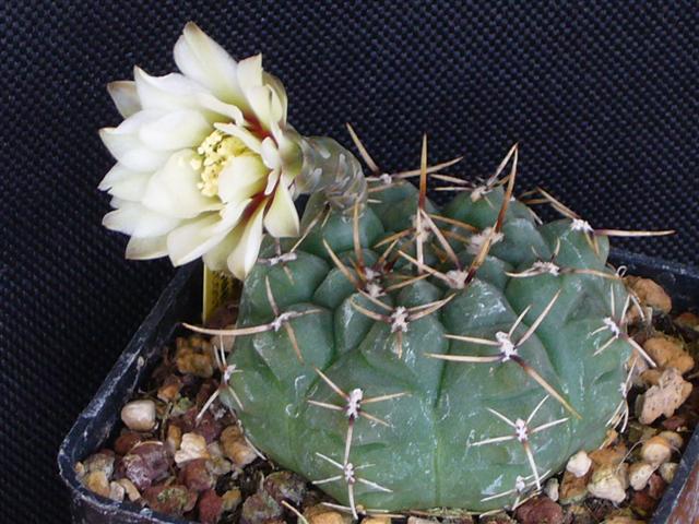 Gymnocalycium schroederianum ssp. paucicostatum 