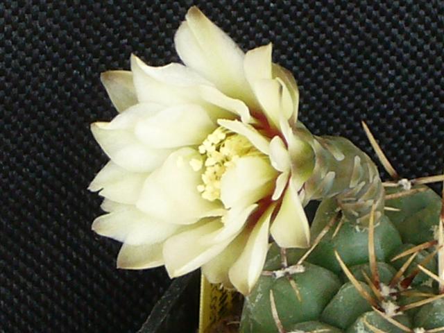 Gymnocalycium schroederianum ssp. paucicostatum 