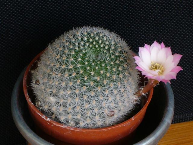 Rebutia  