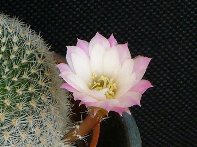 Rebutia narvaecensis 