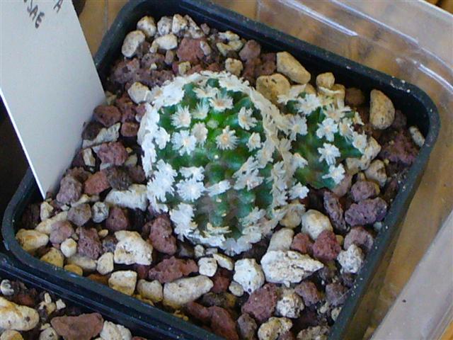 Mammillaria theresae 