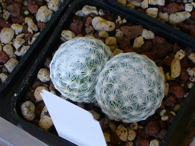 Mammillaria humboldtii 