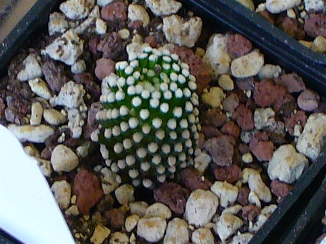 Mammillaria luethyi 