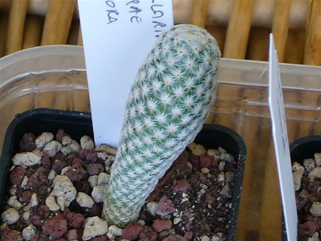 Mammillaria herrerae v. albiflora 