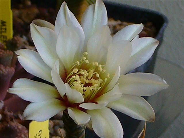 Gymnocalycium schroederianum ssp. paucicostatum 