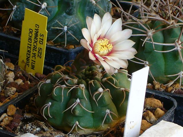 Gymnocalycium moserianum LB 1021