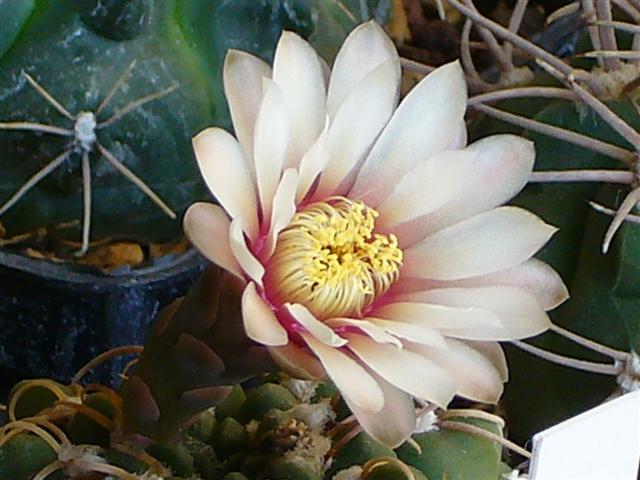 Gymnocalycium moserianum LB 1021