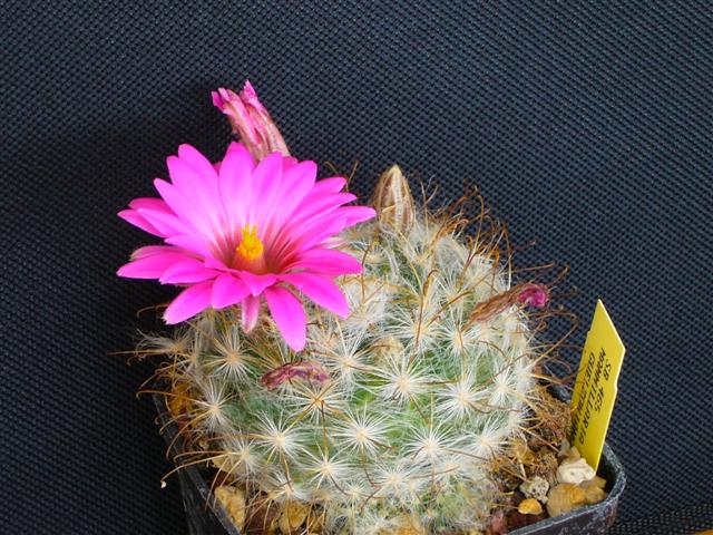 Mammillaria guelzowiana SB 465