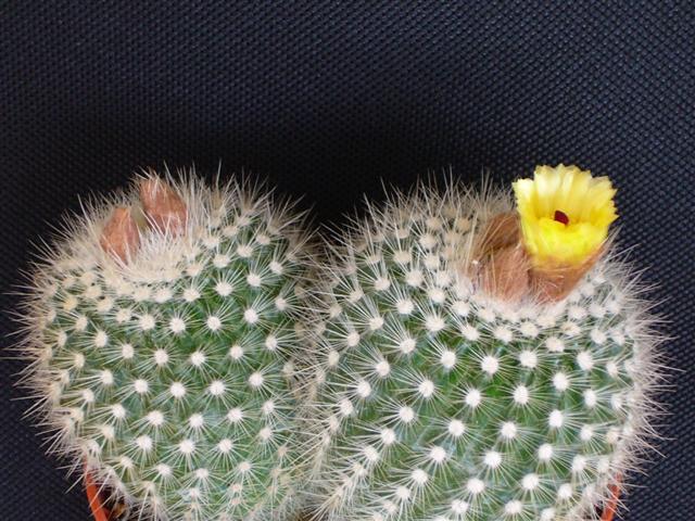 Parodia  