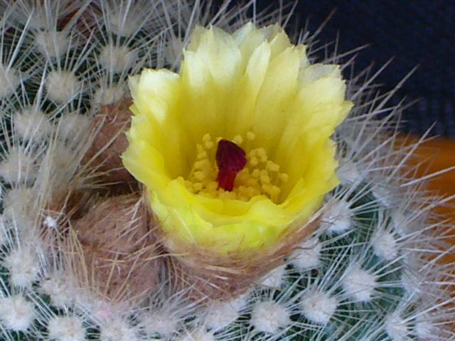 Parodia  