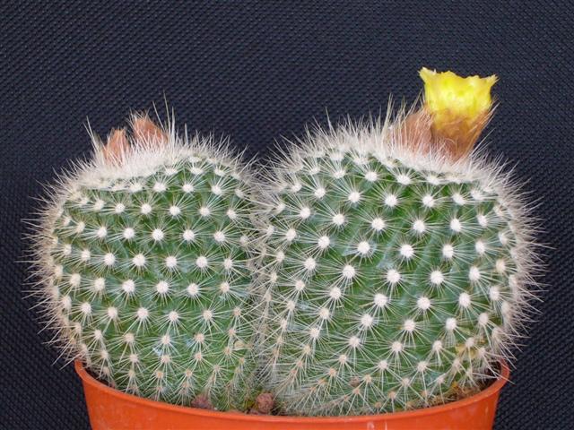 Parodia  