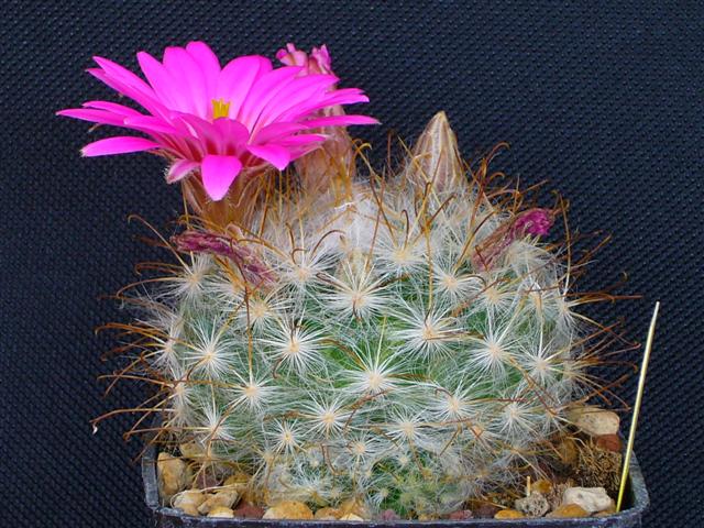 Mammillaria guelzowiana SB 465