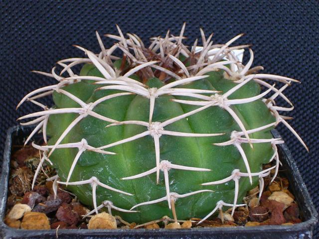 Gymnocalycium ferox GH 395 - 1307