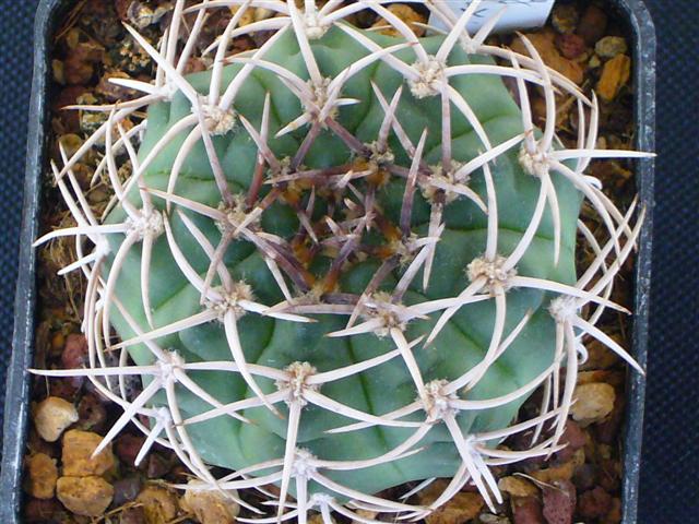 Gymnocalycium ferox GH 395 - 1307