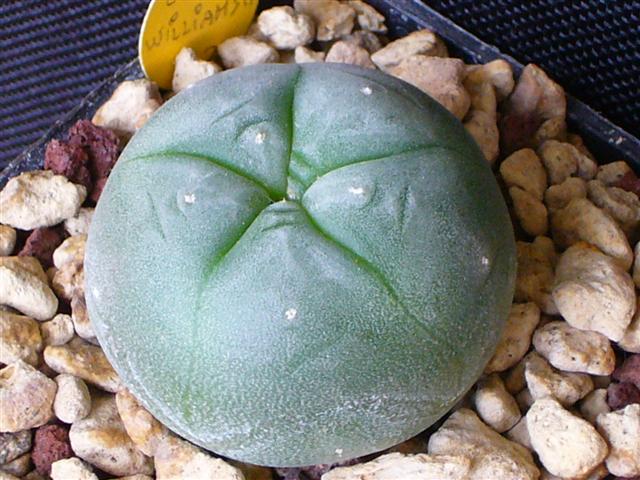 Lophophora williamsii 