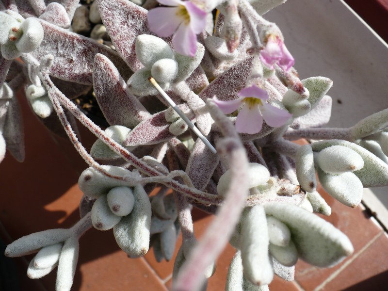 Kalanchoe eriophylla 