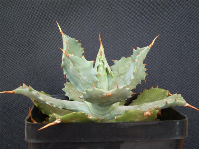 Agave potatorum 