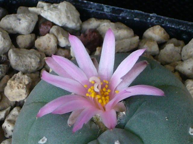 Lophophora williamsii v. decipiens 