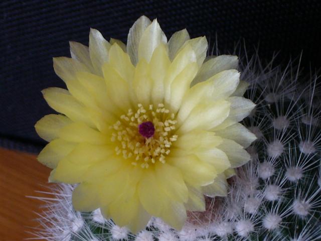 Notocactus succineus v. albispinus 