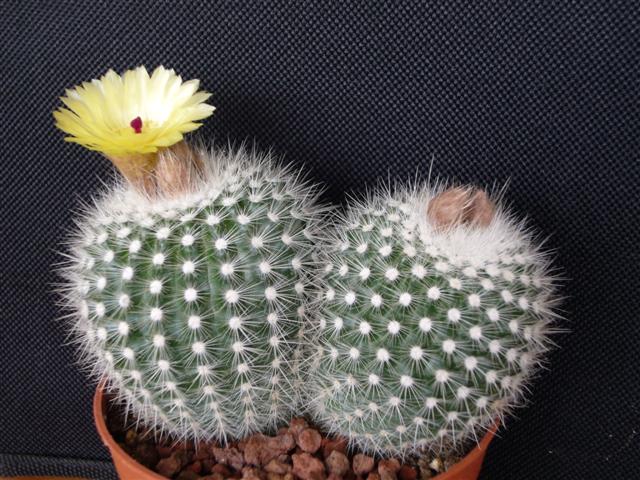 Notocactus succineus v. albispinus 