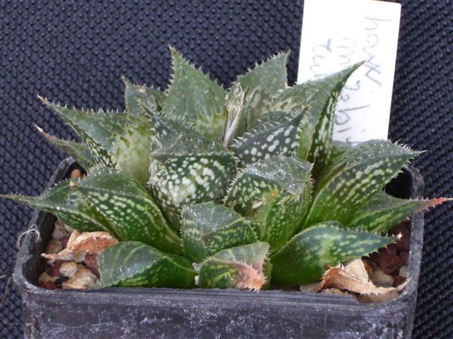 Haworthia mirabilis v. rubrodentata 