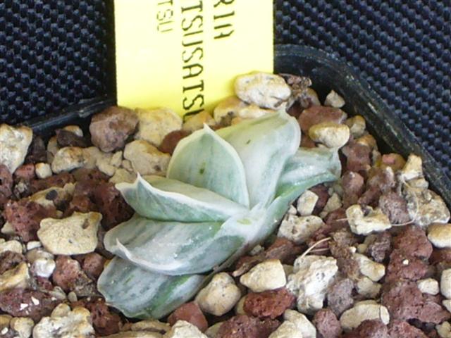 Gasteria cv. Satsusatsu-No-Matsu 