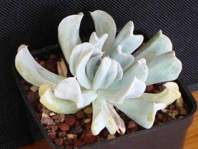 echeveria runyonii cv. topsy turvy