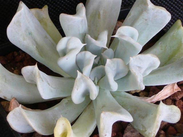 Echeveria runyonii cv. Topsy Turvy 